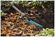 Грабли Gardena изогнутые 36 см (насадка для комбисистемы) 03168-20 в Волгограде